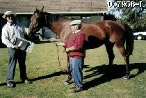 �似��Ƽ (YOSEMITE) ����