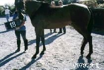 �������� (ANGEL EYE) ����