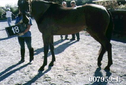 �������� ����