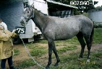 ��� (LURE) ����