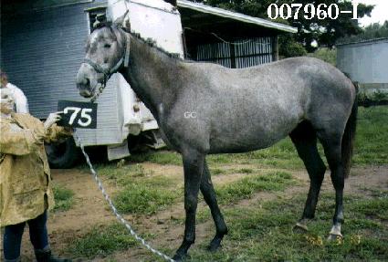 ��� ����