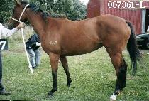 ��Ƽ (MULTI) ����