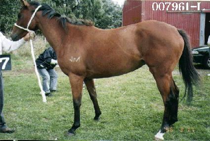 ��Ƽ ����