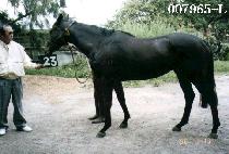 �����Ҹ� (MAGIC BULLET) ����