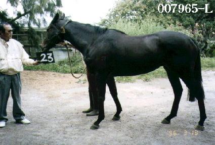 �����Ҹ� ����