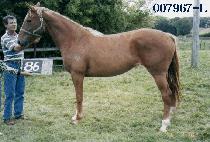 õ����ȭ (CHEONJIJOHWA) ����