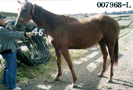 ������ ����