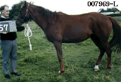 ������ ����