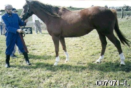 �۵����� ����