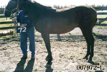 �ں� ����