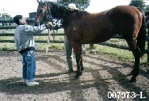 ��� (HEUIMANG) ����