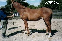 ��õ��� (GWACHON PYEONGYA) ����