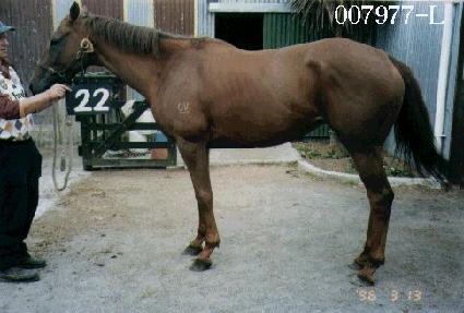 ���� ����