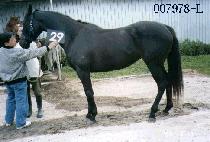 �ڰ� (JAGANG) ����