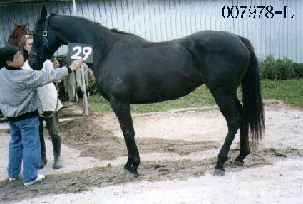 �ڰ� ����