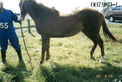 ��� ����