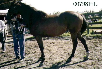 ����� ����