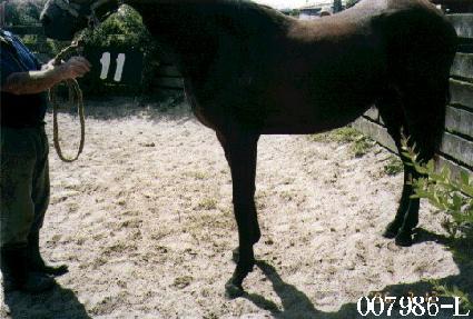 ��׽�Ÿ ����