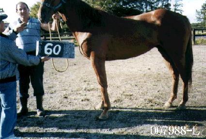 ��Ư�� ����