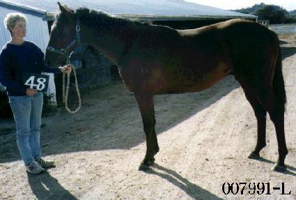 ������ ����