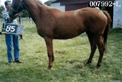 �������� ����