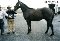 �ݹ�� (GEUMBANGWOOL) ����