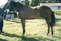 Ű�� (KINO) ����