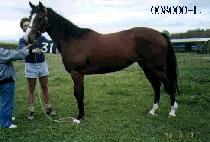 �ѳ��� (HANNARU) ����