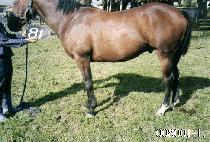 ���Ѵ� (JALHANDA) ����