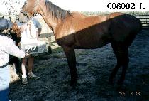 �ڸ��� (PREMO) ����