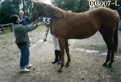 �����¾� ����