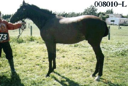 �Ž����� ����