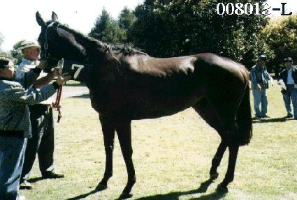 ���� ����