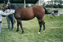 ������ (BOKDEOKJANG) ����