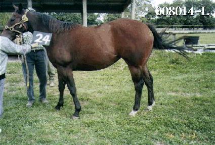 ������ ����