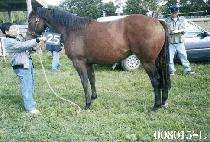 �뽬 (DASH) ����