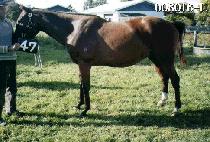 ������ (BOGOSEO) ����