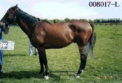 ���� ����