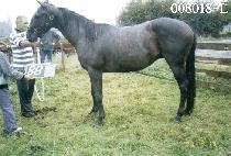 ī�����ī (CASABLANCA) ����