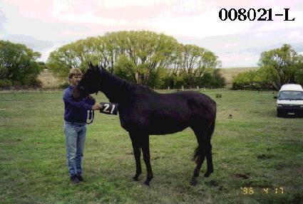 ��� ����