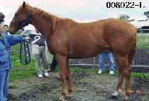 ��ȥ (TUHON) ����