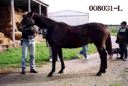 ���� ����