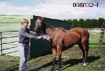 Ǫ������ (PUREUN JEONGGI) ����