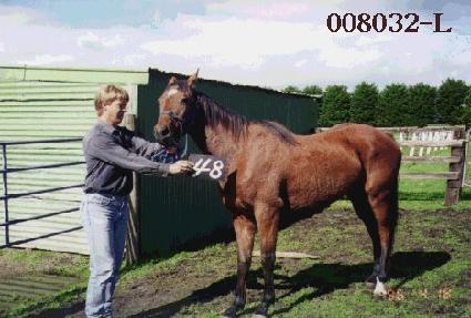 Ǫ������ ����