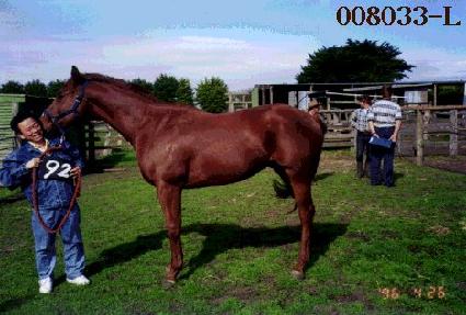 ������� ����