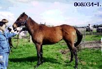 ������ (BIG CHANCE) ����