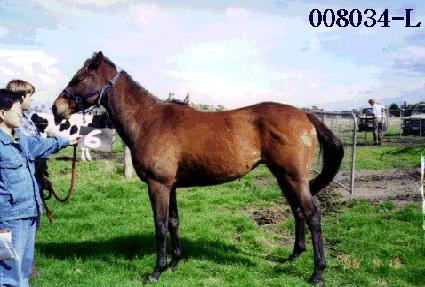 ������ ����