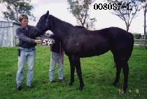 īŸ�� (CATARIN) ����