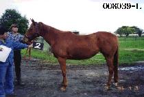 ���� (NALGAE) ����