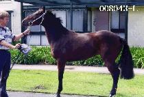 ����Ÿ (QUEEN STAR) ����